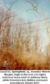 12/98  -  Local 51, Tree Trimmer Melvin Raygor